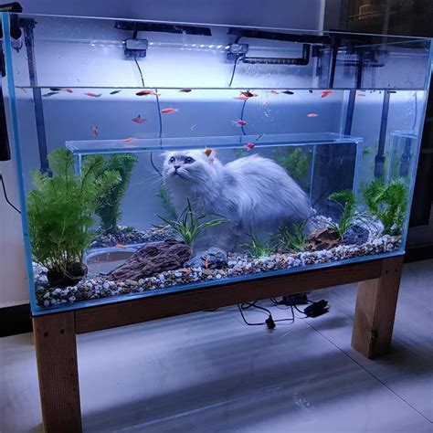 fish tank app for cats